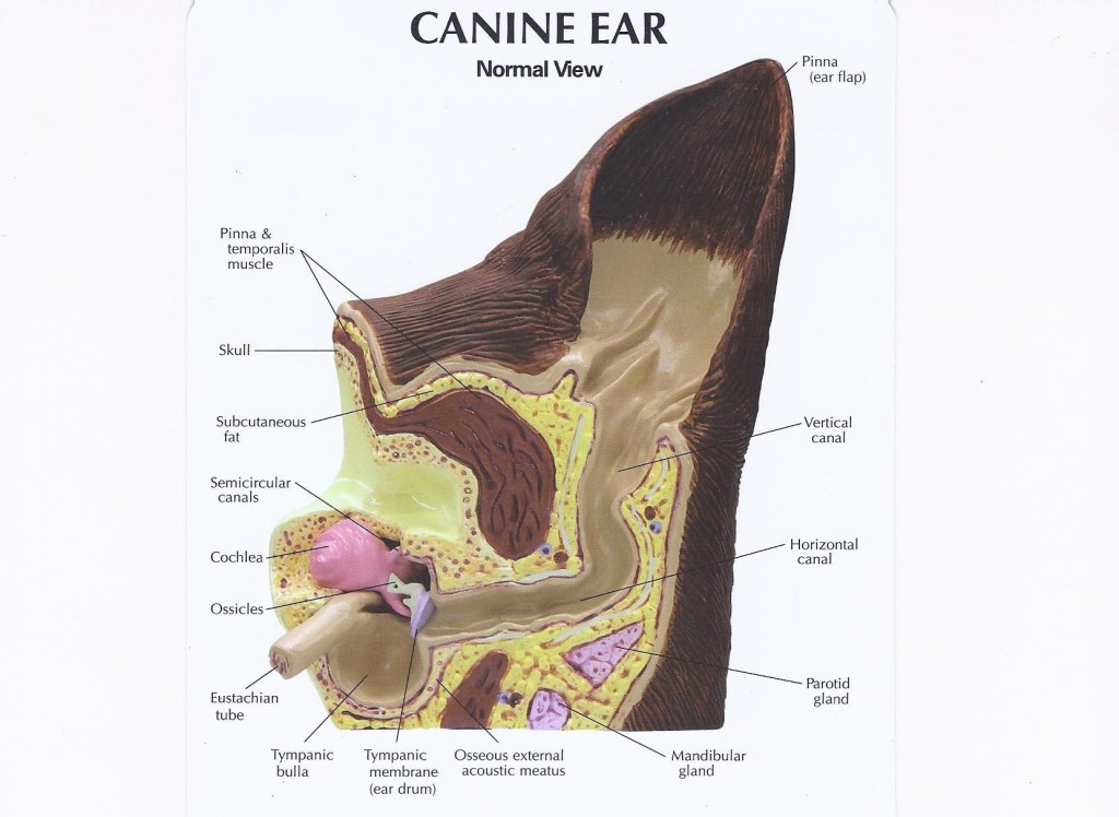 dog ear anatomy