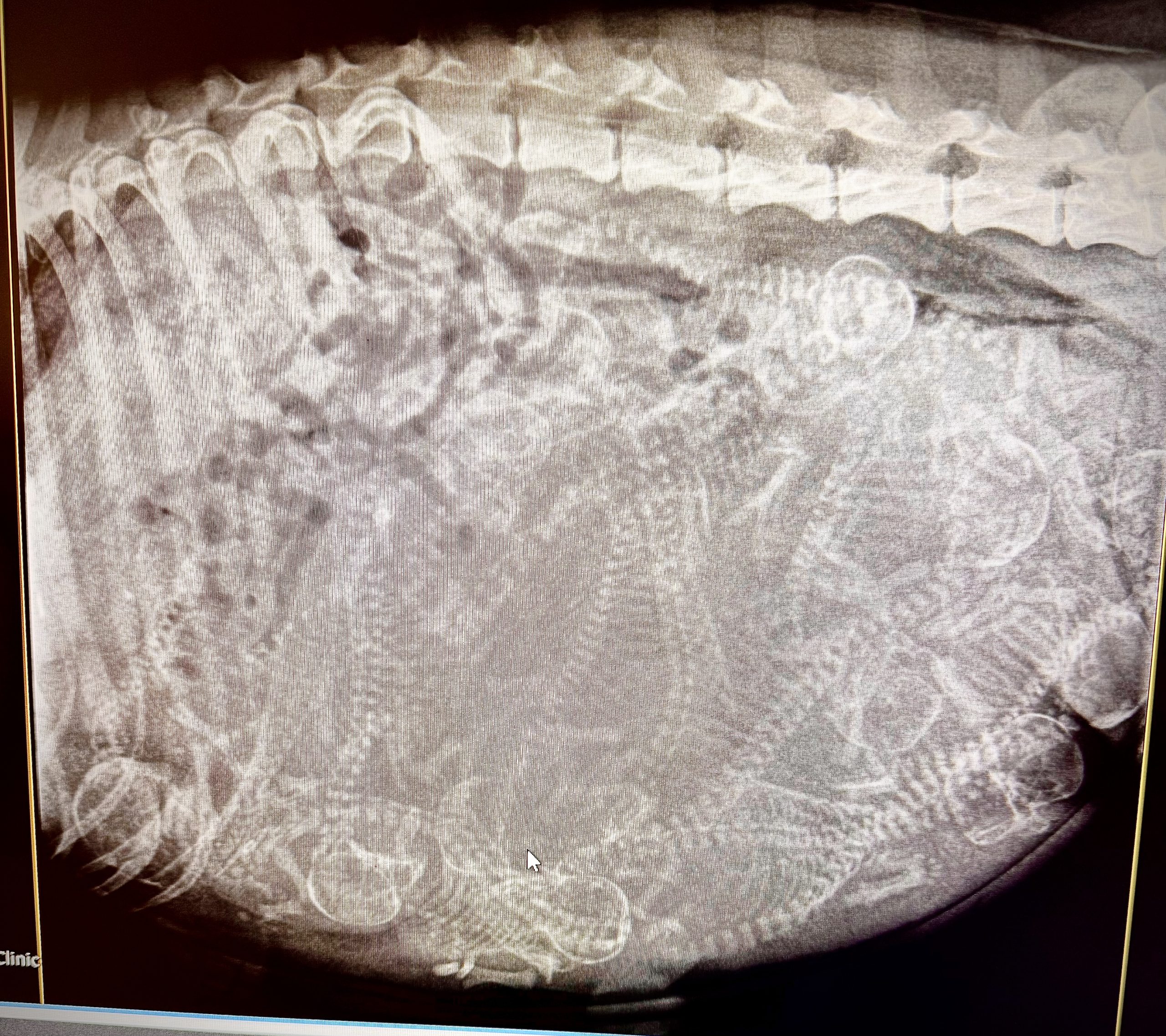 X-ray image of a pregnant dog