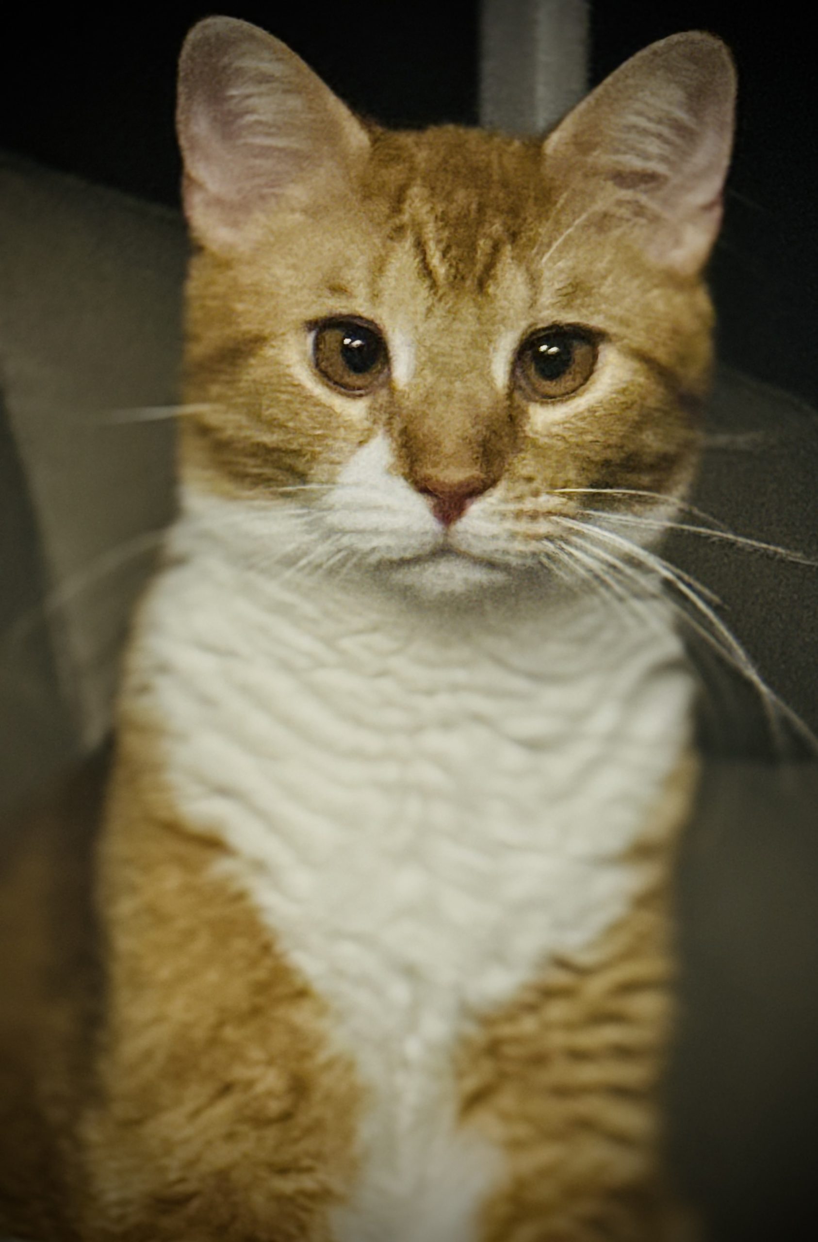 cat looking at camera