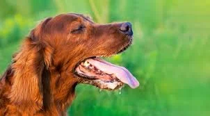 dog panting bushnell vet