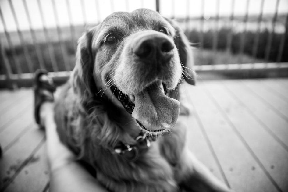 dog breathing hard