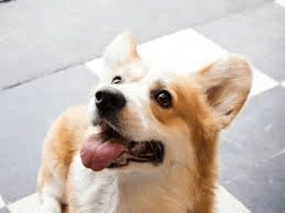 normal panting dog