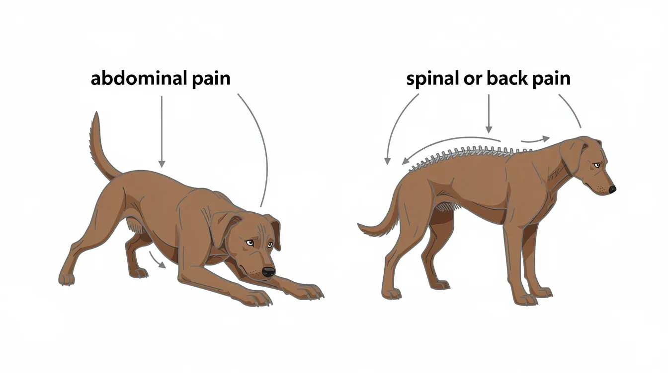 dog pain positions