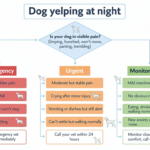 Dog care decision flowchart at night