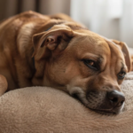 Relaxed dog resting on bed