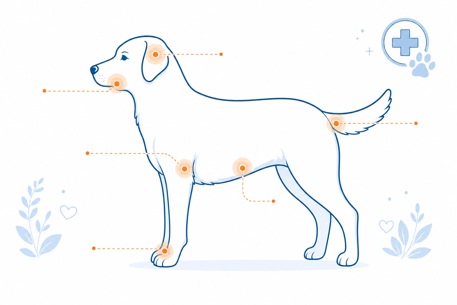 Illustration of a dog showing the most common body areas affected by skin allergies: ears, face, armpits, flank, tail base, and paws