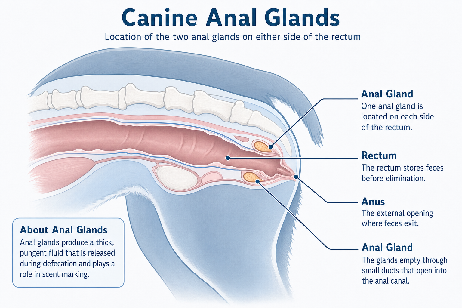 Diagram showing the location of a dog's two anal glands on either side of the rectum