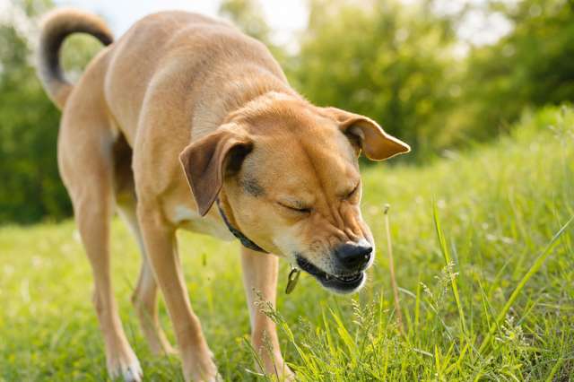 dog sneezing